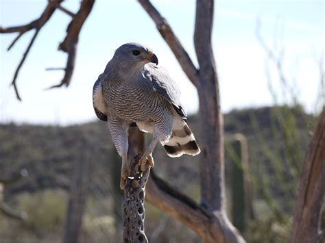 Gray Hawk Audubon Field Guide