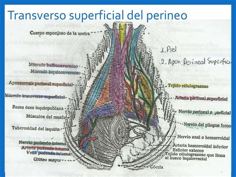 Perineo Masculino Onde Fica