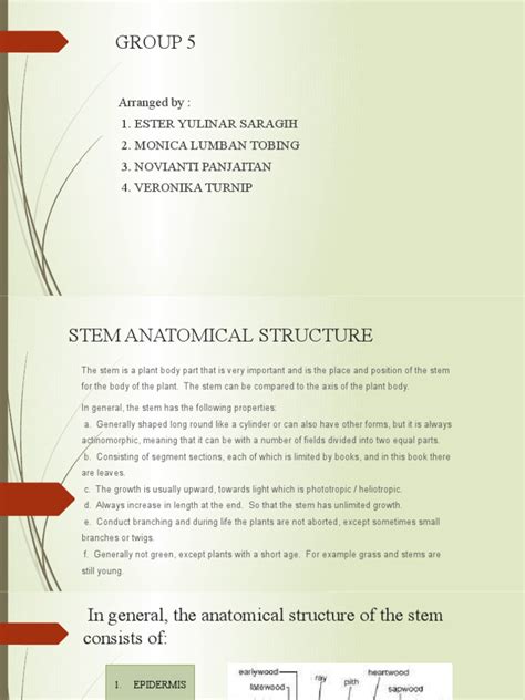 anatomy  stem  plant stem tissue biology