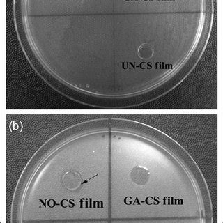 Zone Of Inhibition Tests Of The Samples Against A E Coli And B S