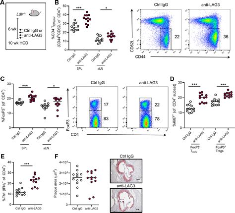 Lag Regulates T Cell Activation And Plaque Infiltration In