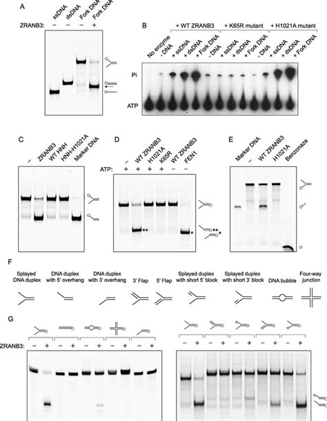 A Helicase Assay With Zranb Fork Dna Splayed Dna Duplex