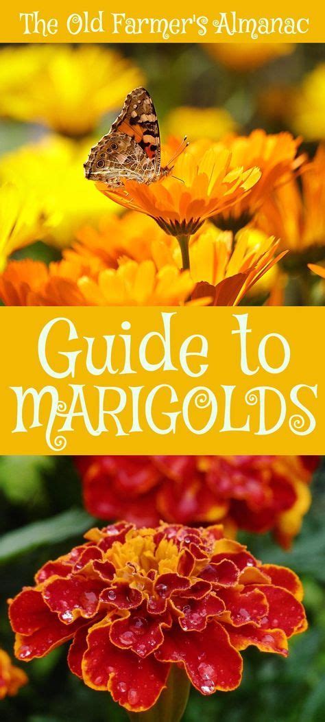 The Complete Old Farmers Almanac Guide To Marigolds How To Plant Grow And Cultivate