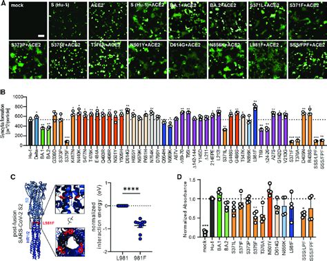 Impact Of Mutations In Omicron Spike On Cell To Cell Fusion And Ace2 Download Scientific