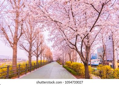 Cherry Blossom Spring Seoul South Korea Stock Photo (Edit Now) 1242886240