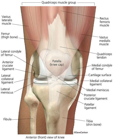 Skeletal System Carlson Stock Art Human Knee Skeletal System