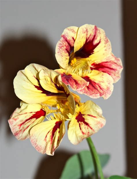 Florez Nursery: Nasturtiums in pots