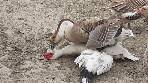 African Geese And Muscovy Ducks After The Create A New Hybrid In The Backyard Youtube