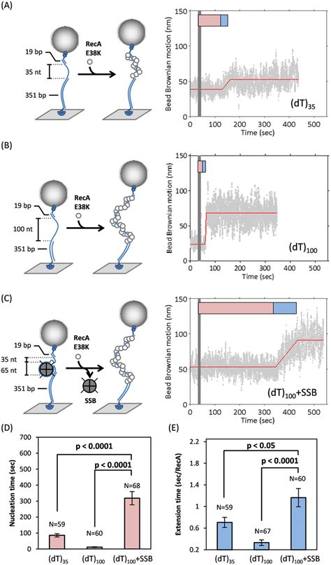 Ssb Inhibits Reca Nucleoprotein Filament Assembly A C Schematic