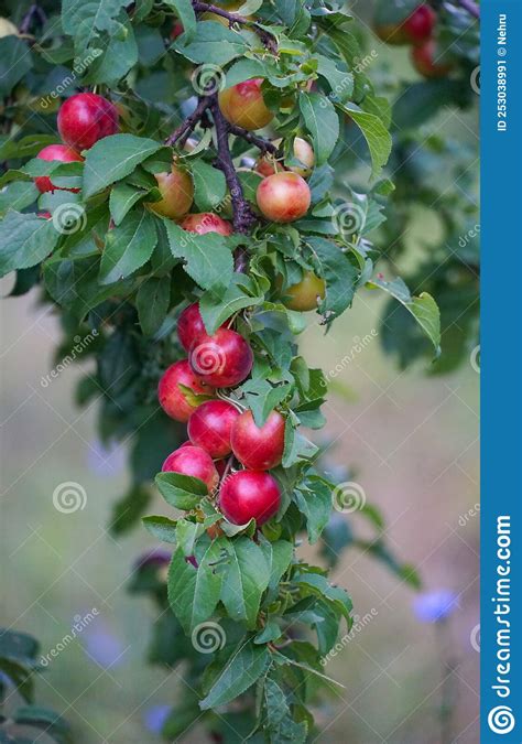 Organic Plum Fruits Grow On The Branches Of A Fruit Tree In The Garden