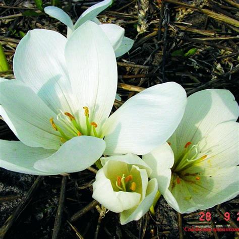 Colchicum Speciosum Album Buy Plants At Coolplants