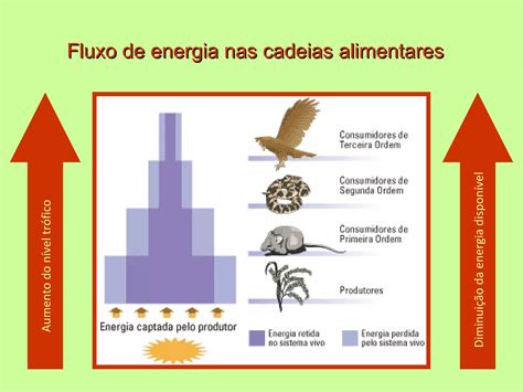 Fluxo De Energia Nos Ecossistemas - 10