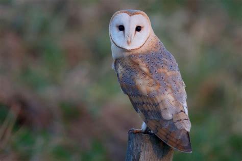 Birds Of Prey In Ireland The Complete Guide