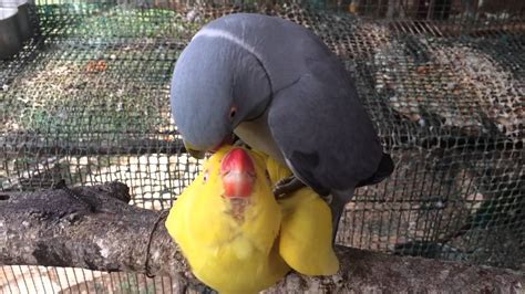 Pair Of Indian Ringneck Parrots Get Ready For Mating Season Youtube