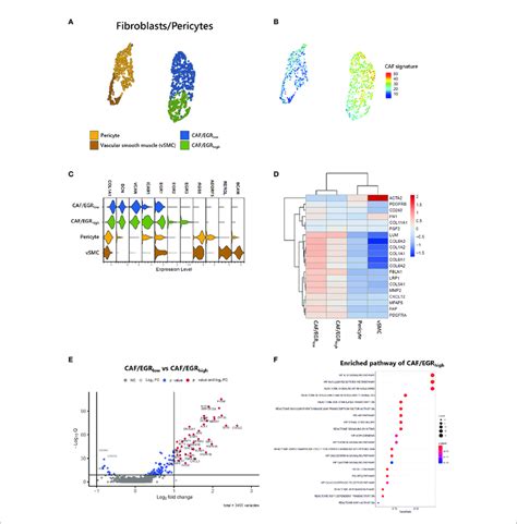 Identification Of CAFs In ATLL A Subtypes Of Stromal Cells B CAF