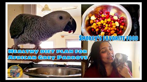 Healthy Diet Plan For African Grey Parrots Smokey The Parrot Youtube