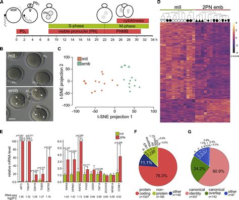 Human Embryonic Genome Activation Initiates At The One Cell Stage Cell