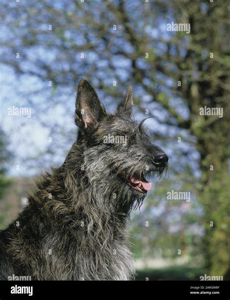 Picardy Shepherd Hi Res Stock Photography And Images Alamy