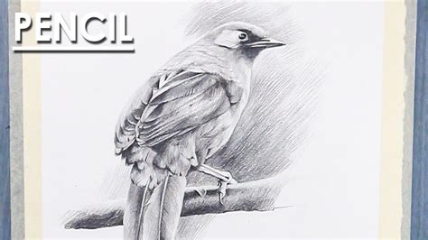 Pencil Shading Bird: A Delicate Art