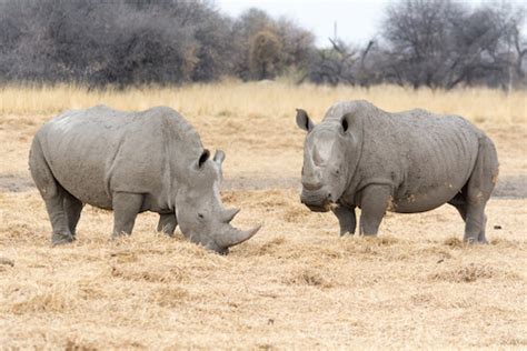 Animals in Namibia | Namibian Animals | Namibia for Kids | Wildlife for ...