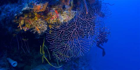 Twilight Zone: Deep Reefs Revealed | California Academy of Sciences