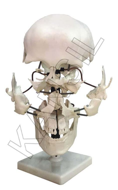 Pvc Skull Model Exploded Parts For Bone And Skeleton Model Size