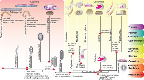 The Evolution Of Molluscs Wanninger 2019 Biological Reviews