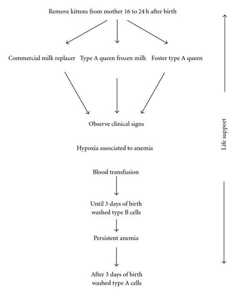 Schematic Representation Of Feline Neonatal Isoerythrolysis Treatment