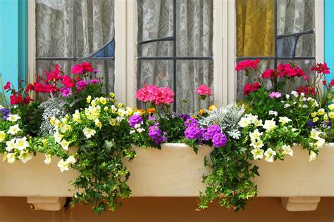 Planting Beautiful Window Boxes 10 Simple Tips To Follow Window Box