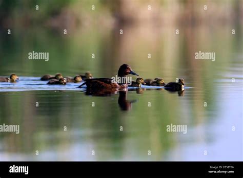 Swimming Ducks Natural Lake Habitat Background Bird Ferruginous Duck