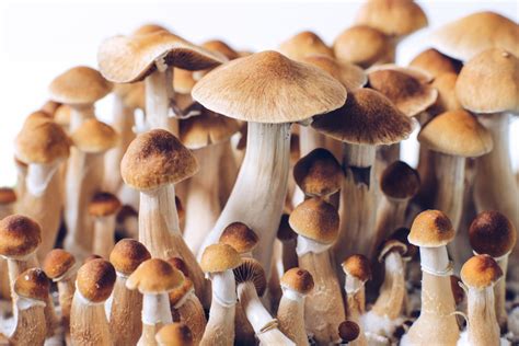 All Psilocybe Species A Comprehensive Guide To Magic Mushrooms