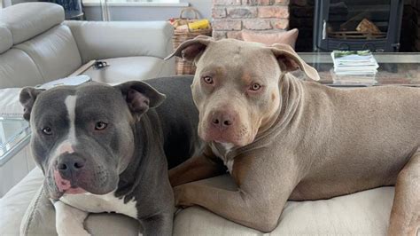 XL bully owner says the breed has been misrepresented