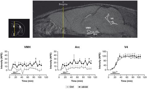 Frontiers Hypothalamic Metabolic Compartmentation During Appetite