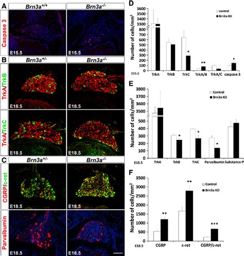 Changes Of DRG Sensory Neuron Types In Brn3a Mutant At E15 5 And E18 5