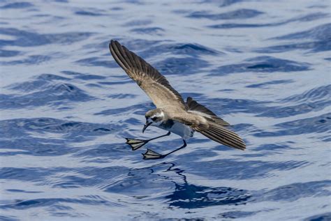 White Faced Storm Petrel The Sibley Guide To Bird Life Behavior