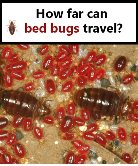 How Fast Do Bed Bugs Spread And How To Stop The Infestation