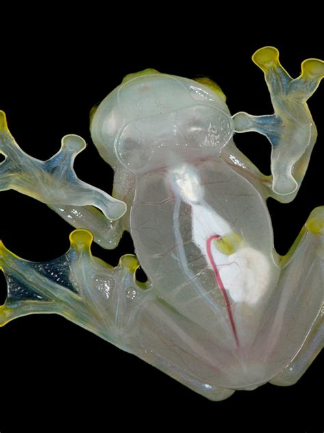 See Through Frog