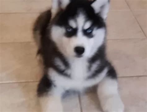 10 Wochen Alte Siberian Husky Viva Kleinanzeigen