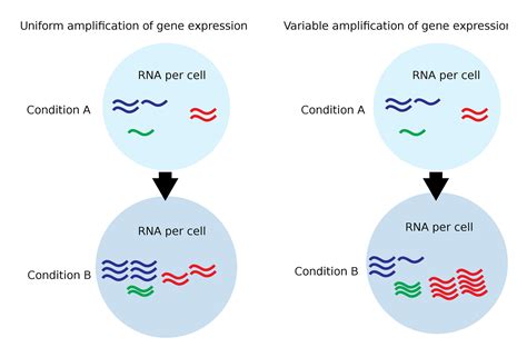 What Is Gene Amplification Storymd