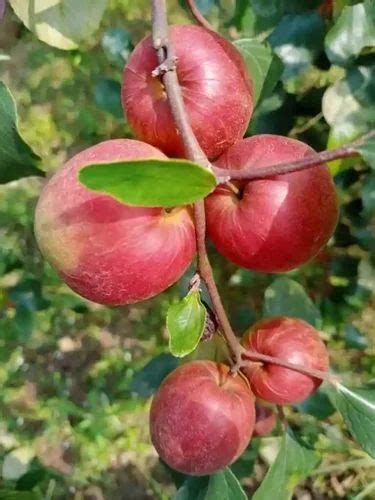 Full Sun Exposure Green Kashmiri Red Apple Ber Plant For Fruits At Rs