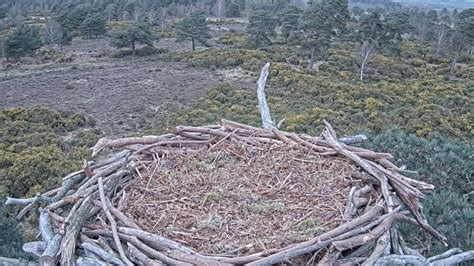 New Poole Harbour Osprey Nest Webcam Goes Live Birds Of Poole Harbour