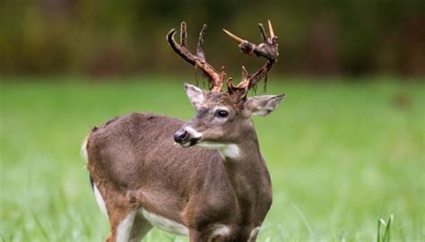 When Why And How Deer Shed Velvet Antlers