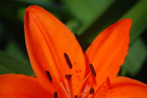 Daylight Saving Photo Project 2011: 101 : Orange tiger lily