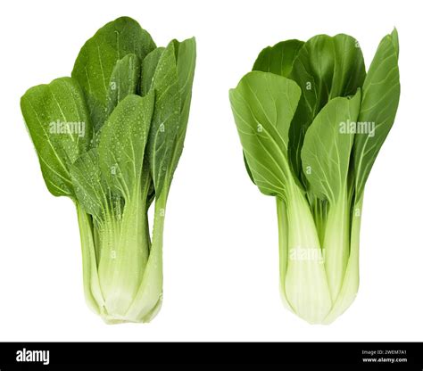 Fresh Pak Choi Cabbage Isolated On White Background With Full Depth Of