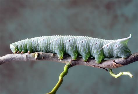 1280x720 wallpaper | green caterpillar | Peakpx