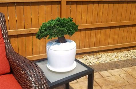 How To Grow A Bonsai Tree Indoors