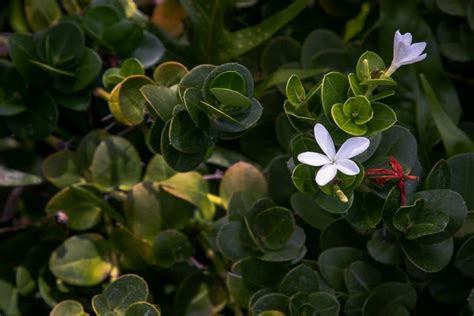 How To Grow And Care For Natal Plum Carissa Macrocarpa Florgeous