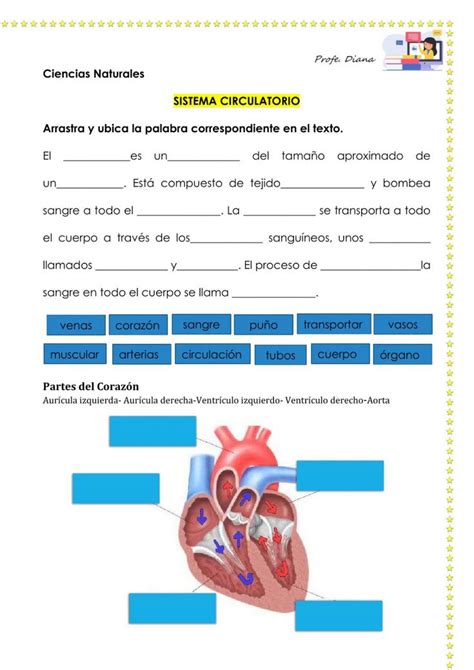 Sistema Circulatorio Interactive Worksheet For Grado To Y Mo School