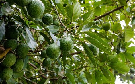 Cosechas Cambiantes Cambio Clim Tico Afecta El Cultivo De Aguacates