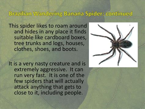 Ppt Poisonous Spiders Powerpoint Presentation Free Download Id2308766